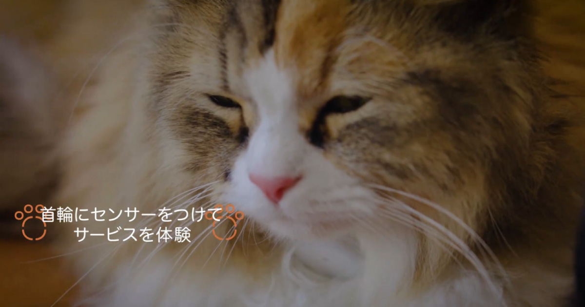 大切なネコちゃんのことをAI技術を使ってもっと知りたい[Waneco Talk