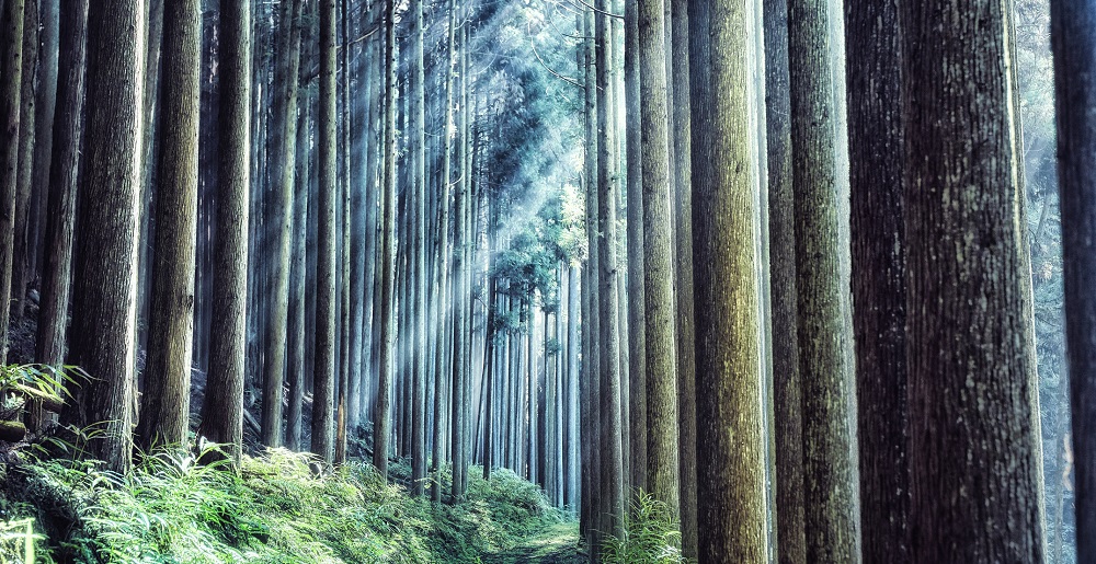 「SDGsは未来への投資」 蟹江憲史教授が語る日本企業への提言 Digital Finance