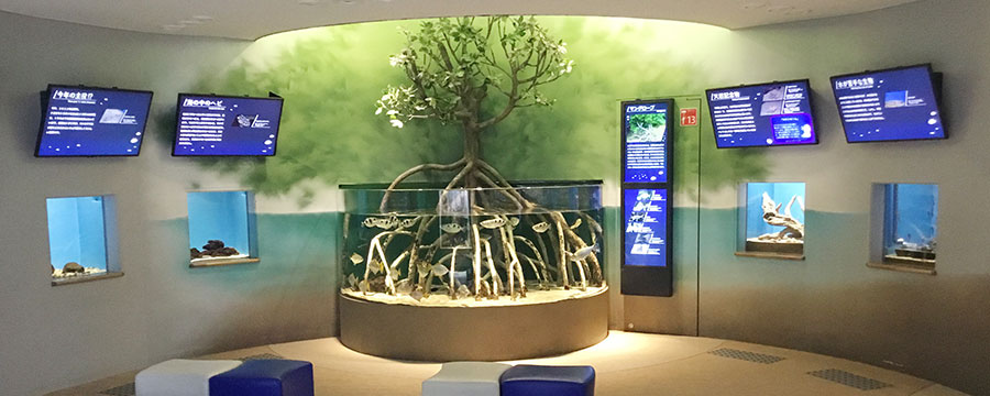 くつろぎながら鑑賞できるマングローブエリア